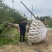30-40-50公分银杏，基地直销，量大保证成活率，