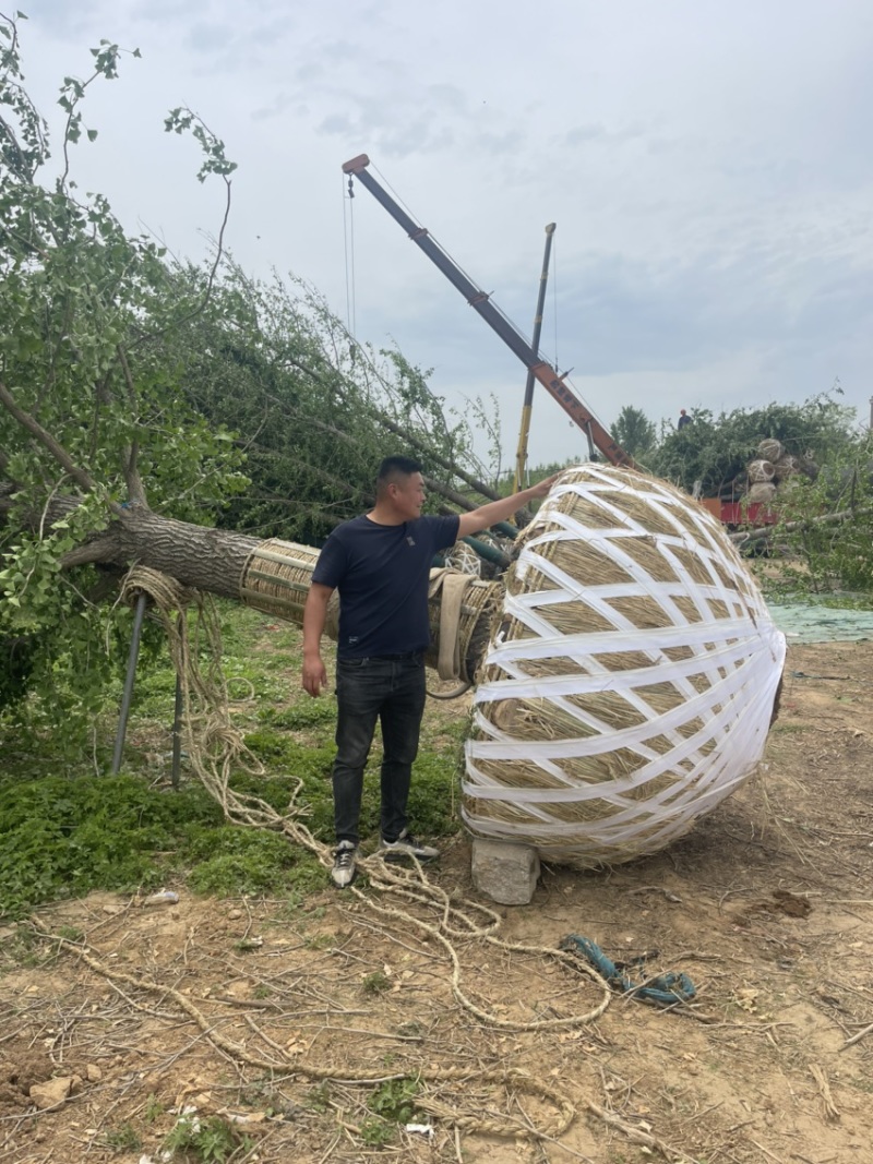 30-40-50公分银杏，基地直销，量大保证成活率，