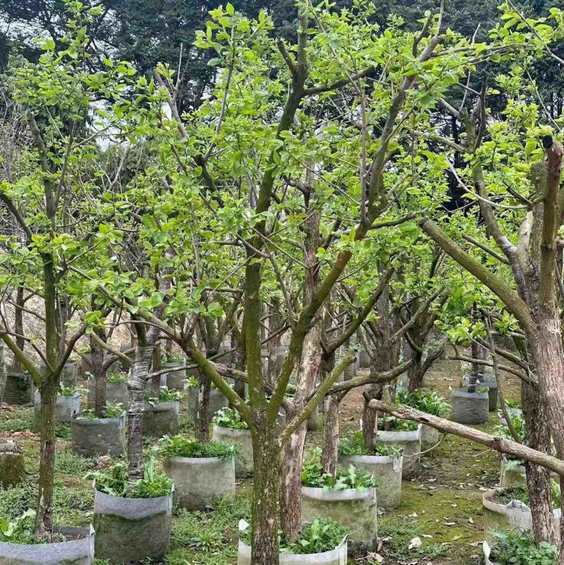 【甜杮子】根系发达成活率高规格齐全全国代发价优