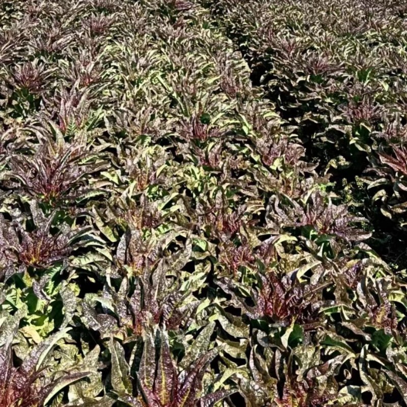 莴笋，红叶莴苣，成都蔬菜，整车出货，长期有货！