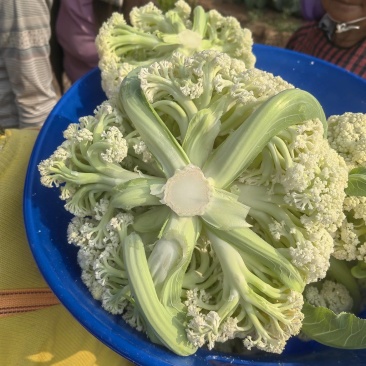 700亩松花持续上市到四月底