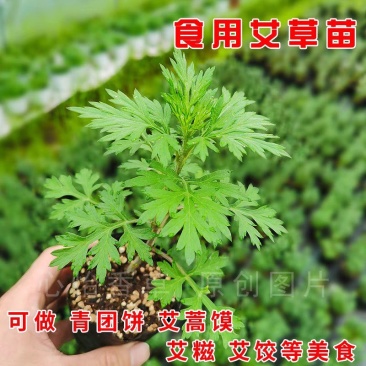 细叶艾草苗盆栽可食用做青团小叶艾蒿遏草苗驱蚊植物阳台种植