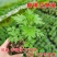细叶艾草苗盆栽可食用做青团小叶艾蒿遏草苗驱蚊植物阳台种植