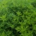 细叶艾草苗盆栽可食用做青团小叶艾蒿遏草苗驱蚊植物阳台种植