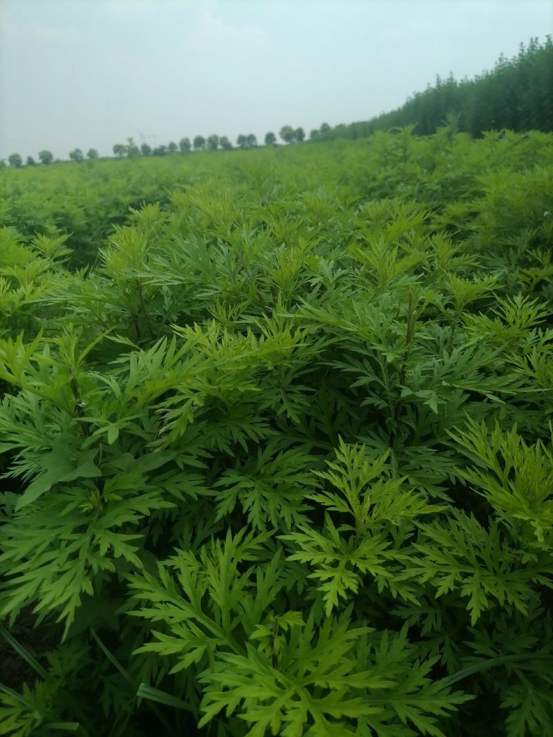细叶艾草苗盆栽可食用做青团小叶艾蒿遏草苗驱蚊植物阳台种植