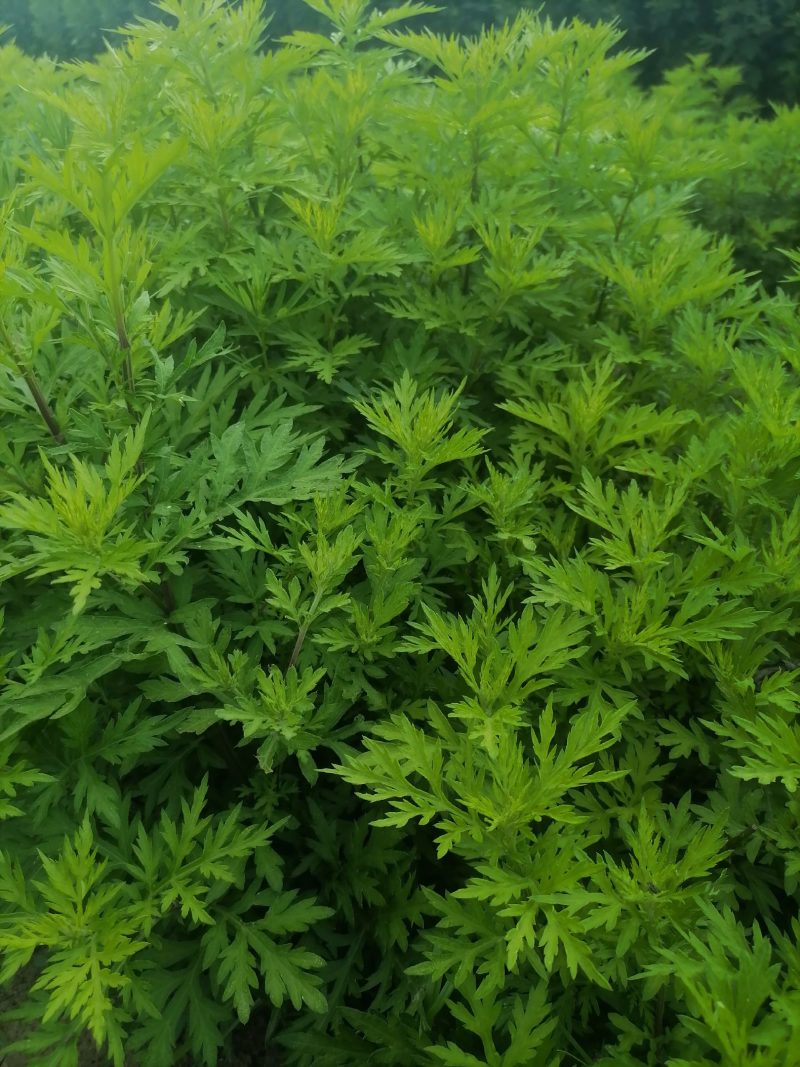 细叶艾草苗盆栽可食用做青团小叶艾蒿遏草苗驱蚊植物阳台种植