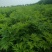 细叶艾草苗盆栽可食用做青团小叶艾蒿遏草苗驱蚊植物阳台种植