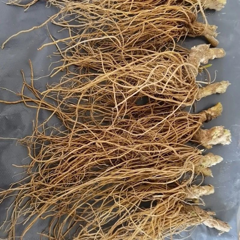 新鲜地胆头