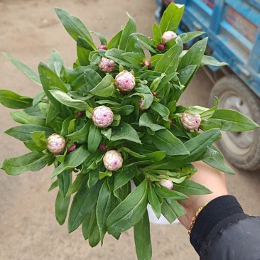麦杆菊一手货源基地直发可视频看货