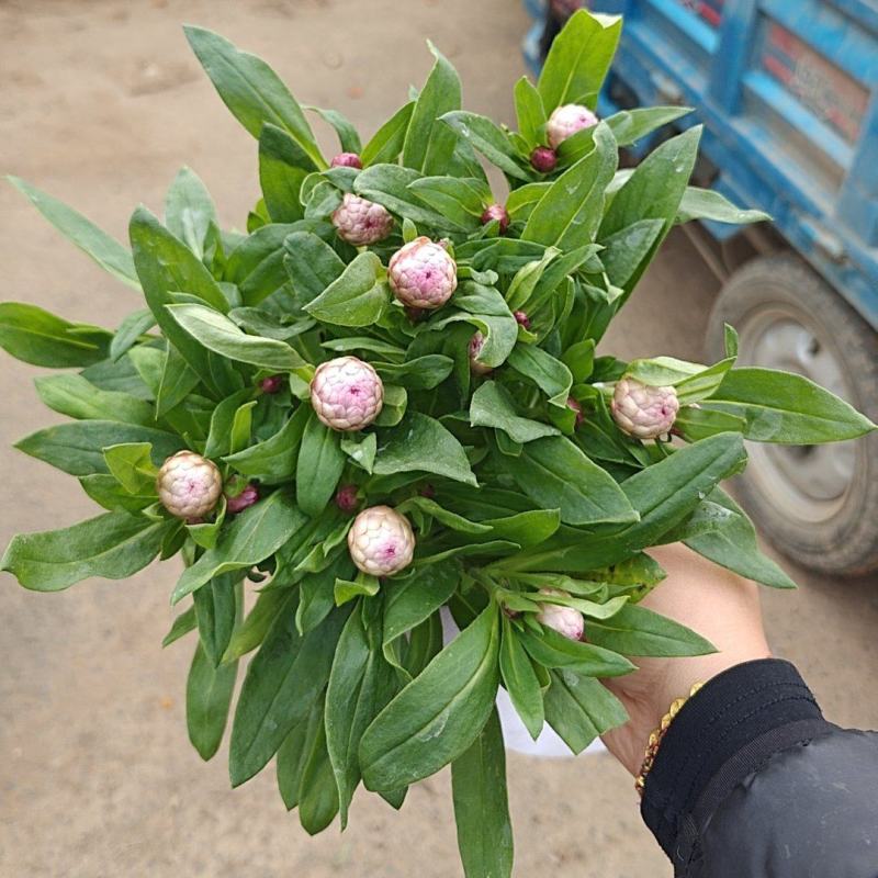 麦杆菊一手货源基地直发可视频看货