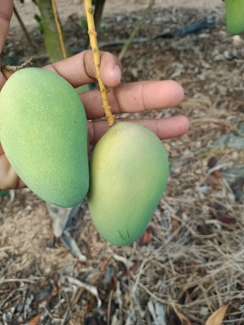 海南芒果