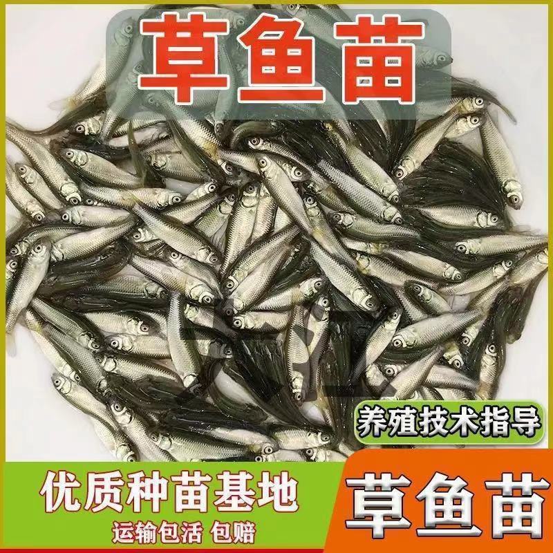 草鱼苗，渔场直发，提供技术，量大优惠欢迎新老客户前来合作