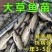 草鱼苗，优草鱼苗。耐运输成活率高，长势快提供技术指导