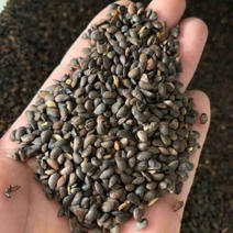 厚皮川黄柏种子，纯手工揉出来的优质种子