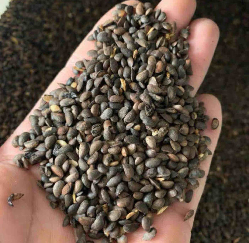 厚皮川黄柏种子，纯手工揉出来的优质种子