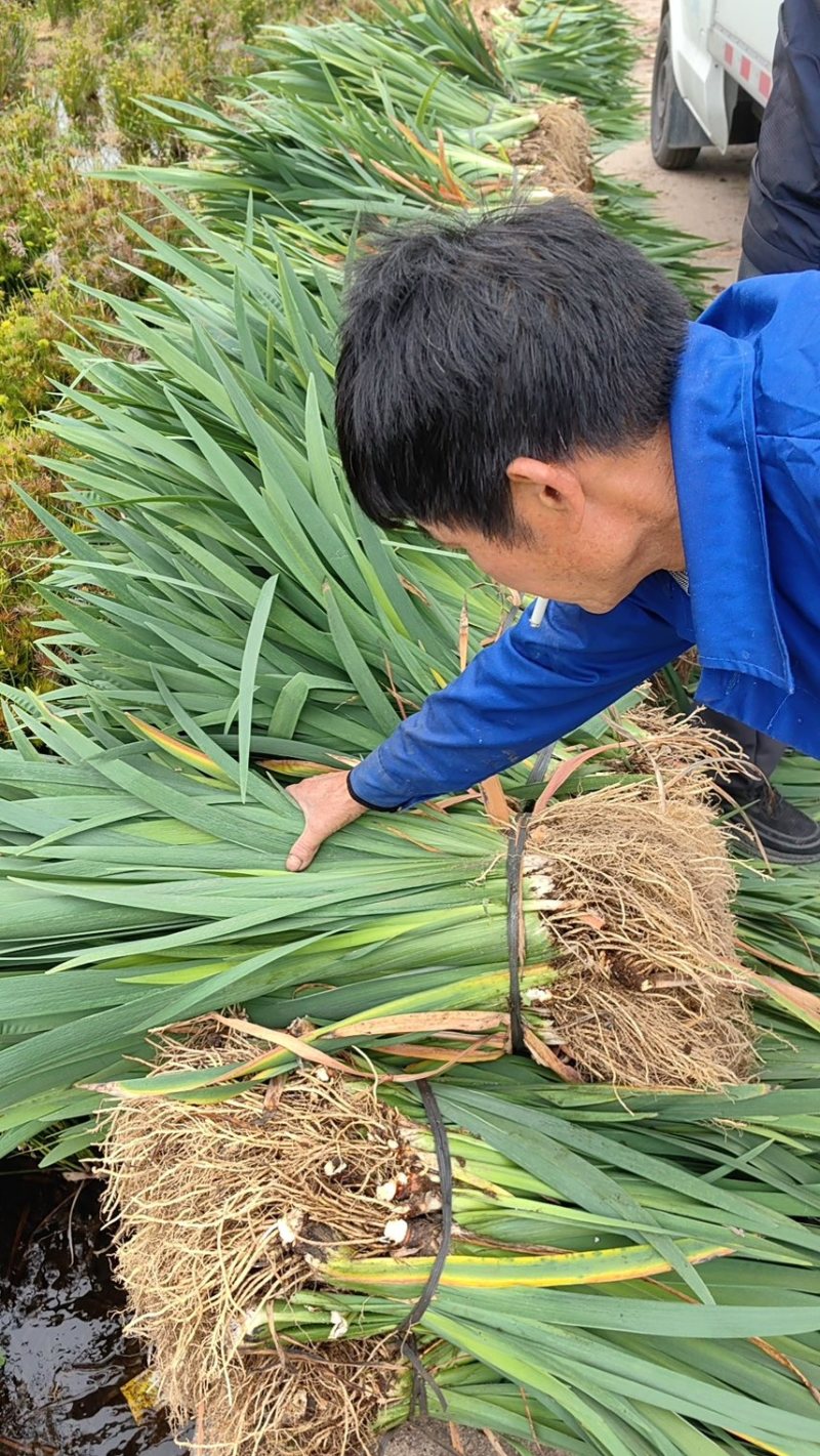 水生鸢尾基地大量供货，欢迎下单数量有限