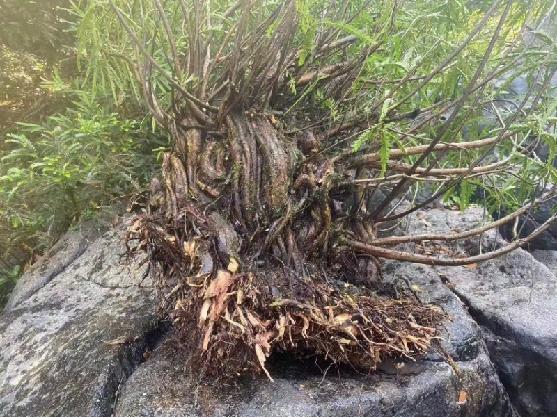 海岛叶下珠