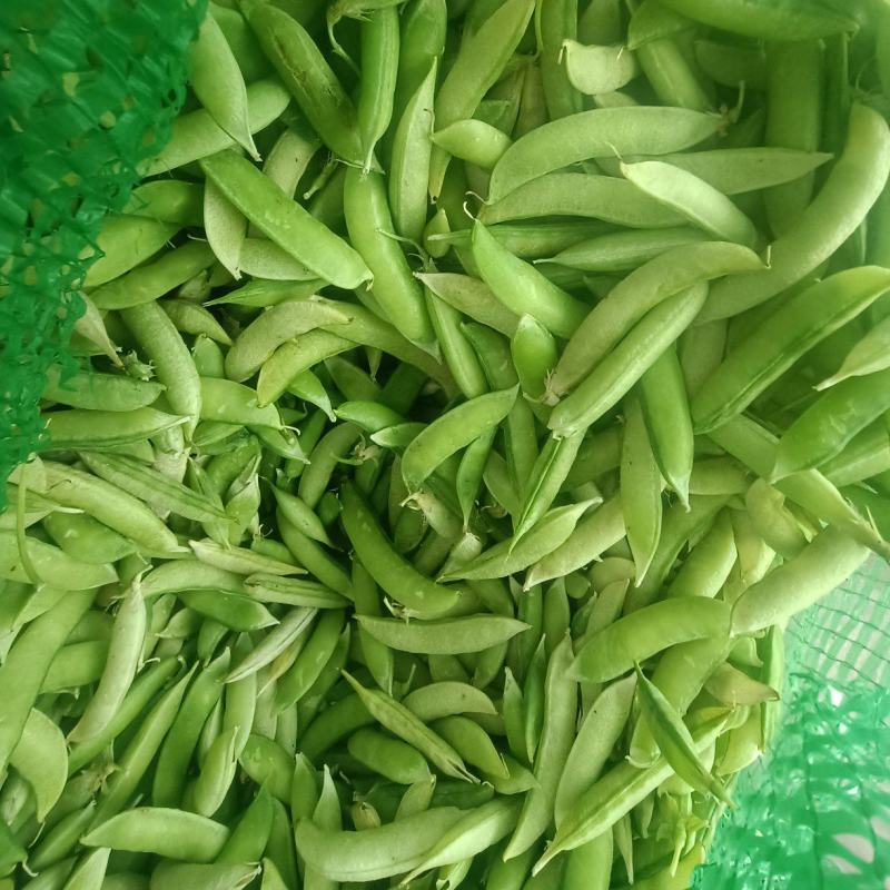 金堂大白豌豆大量现货，先到先得