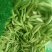 金堂大白豌豆大量现货，先到先得