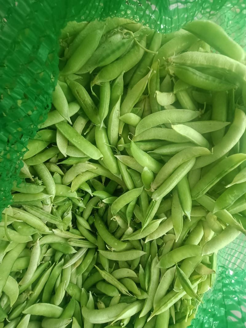 金堂大白豌豆大量现货，先到先得