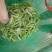 金堂大白豌豆大量现货，先到先得