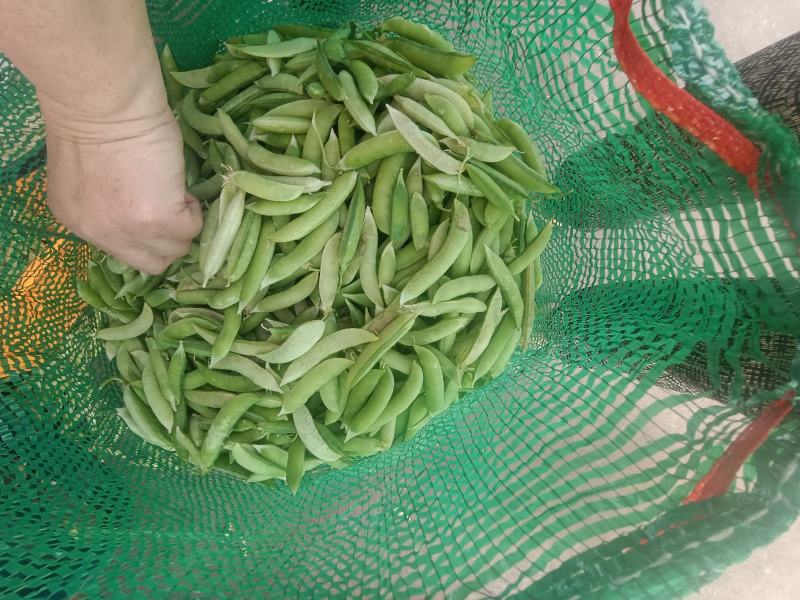 金堂大白豌豆大量现货，先到先得
