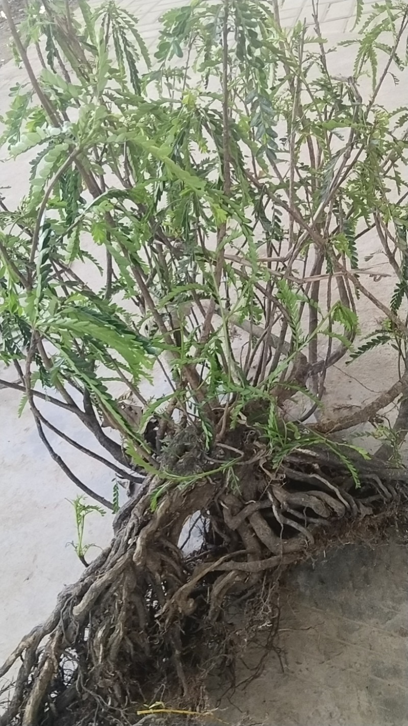海岛叶下珠