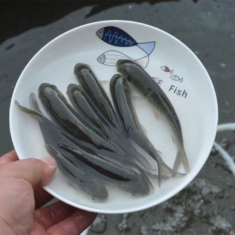 草鱼苗食用人工养殖活鱼0.25~1公斤