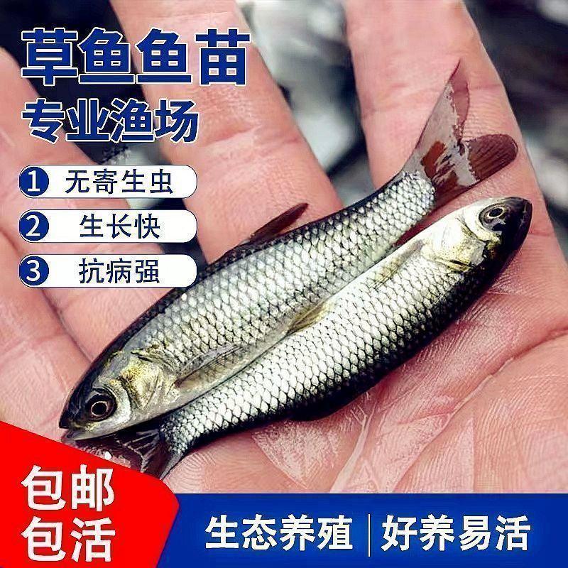 草鱼苗食用人工养殖活鱼0.25~1公斤