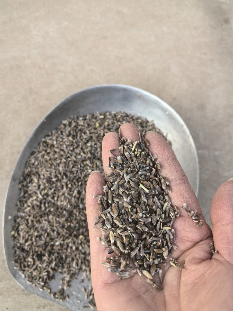 陕西商洛本地朱砂点苍术种子，现货供应