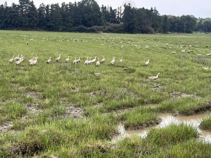 出近八百只鸭子，刚生蛋不久，在江西抚州附近