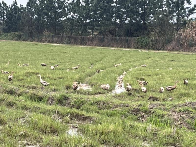 出近八百只鸭子，刚生蛋不久，在江西抚州附近