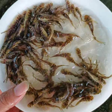 黄骨鱼苗黄顙鱼黄辣丁黄丫头渔场直供+技术指导【全国发货】