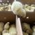 竹丝鸡出壳苗，存活率高，包打疫苗，提供养殖技术服务