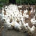 竹丝鸡出壳苗，存活率高，包打疫苗，提供养殖技术服务