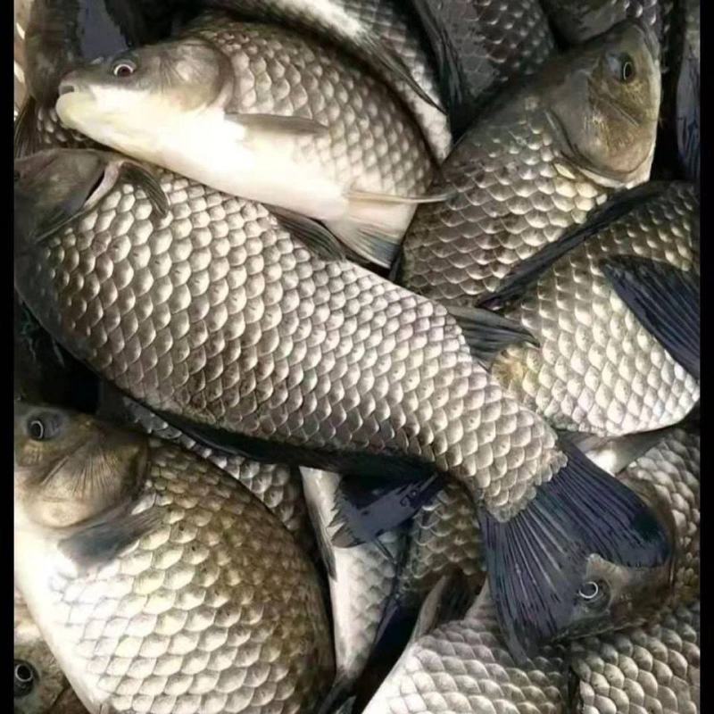 鲫鱼，各种规格鲫鱼，专做垂钓园，成活率高，耐运输