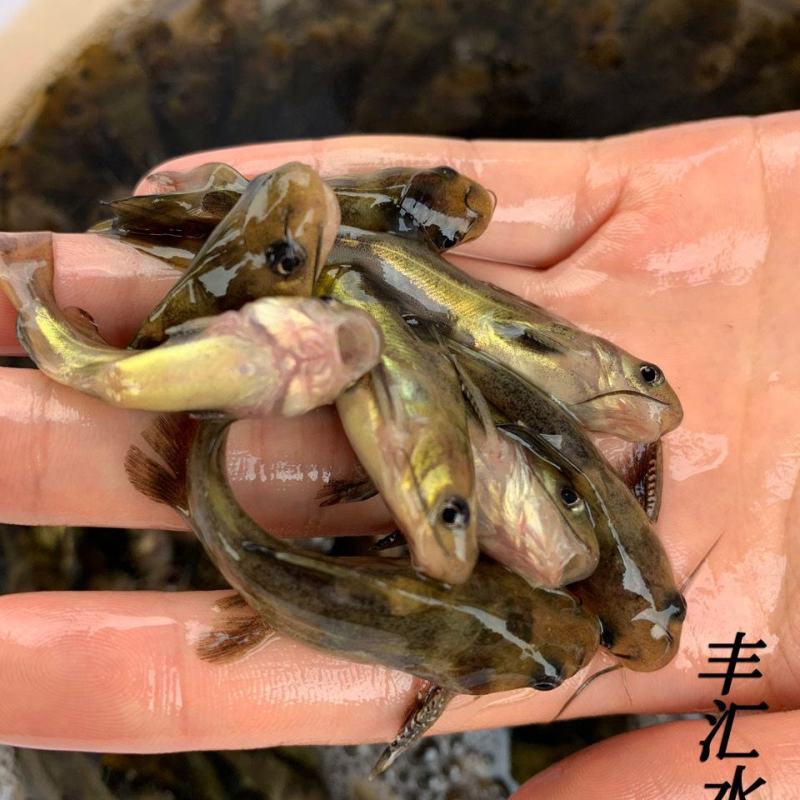 黄颡苗及各种规格，随时有货，耐运输存活率高