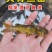 黄颡苗及各种规格，随时有货，耐运输存活率高