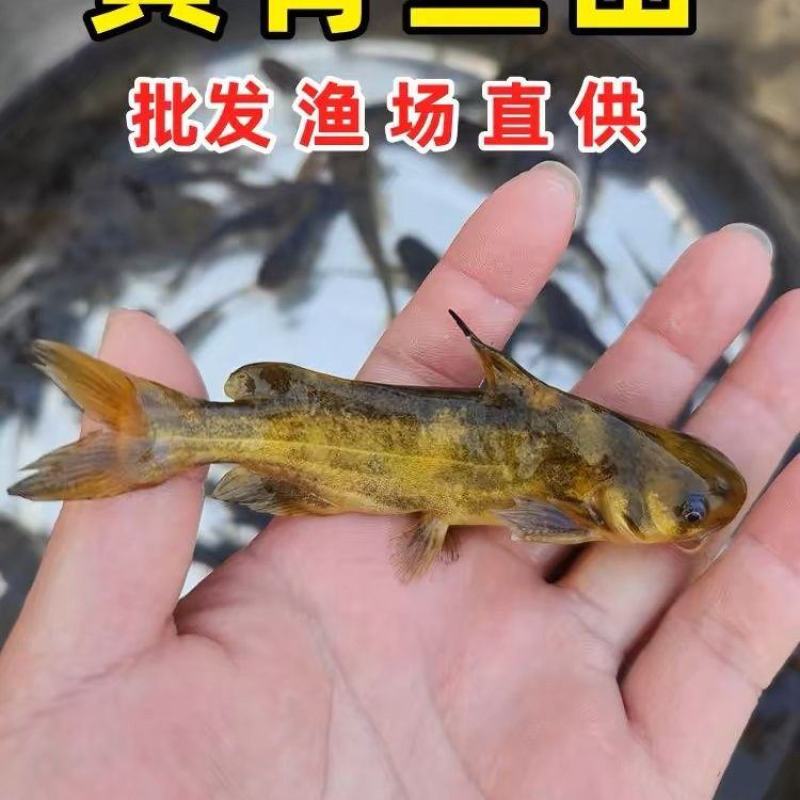 黄颡苗及各种规格，随时有货，耐运输存活率高
