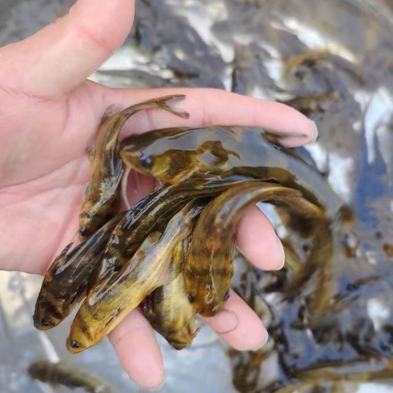 黄颡苗及各种规格，随时有货，耐运输存活率高