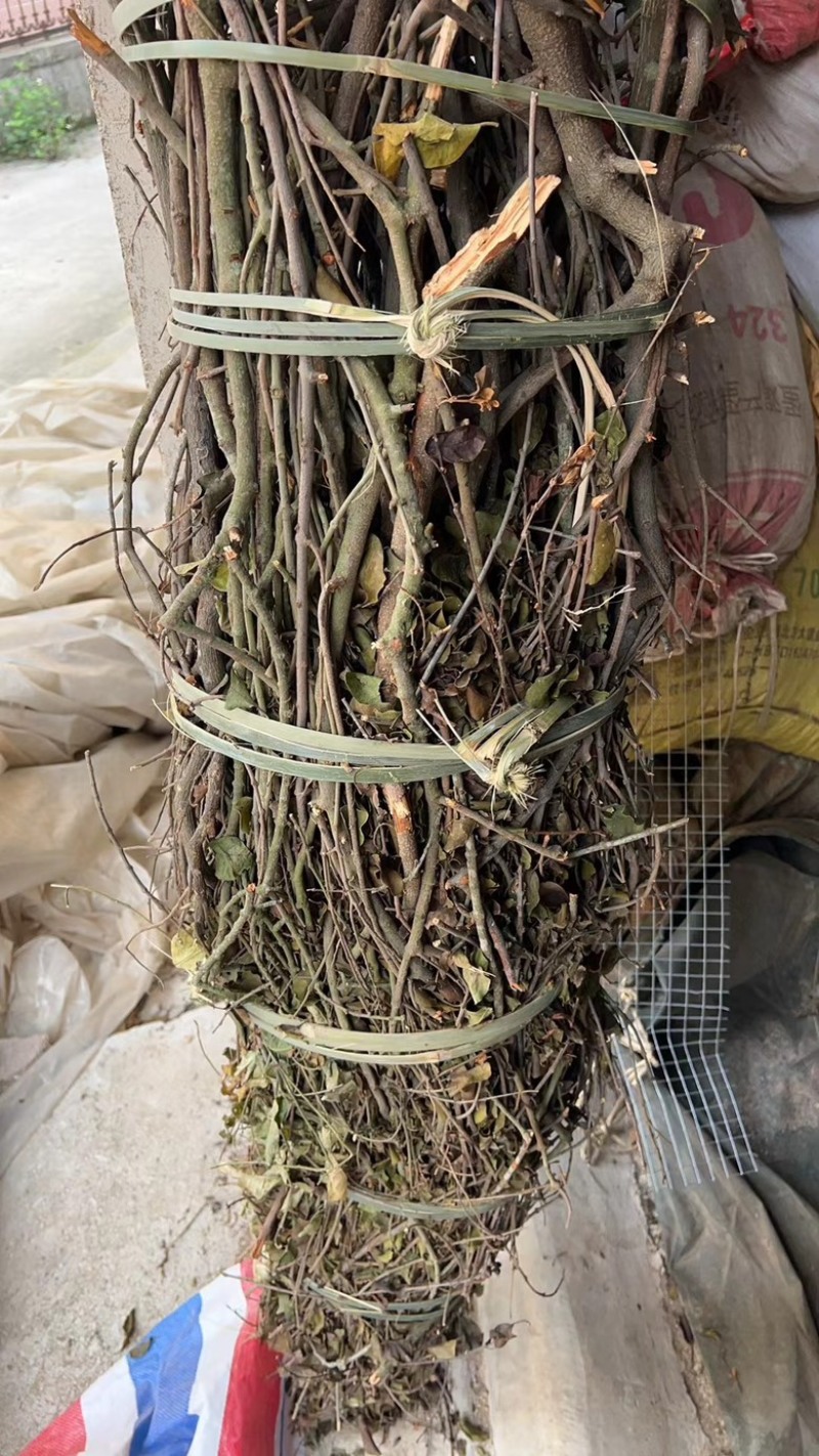 黄皮木寄生黄皮木寄生切段整捆两种规格