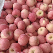大量红富士苹果供应，保质保量，脆甜可口，河北产地直发