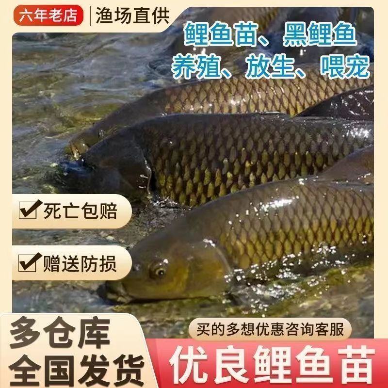 大小规格的鲤鱼，成活率高，抗病堵墙耐运输