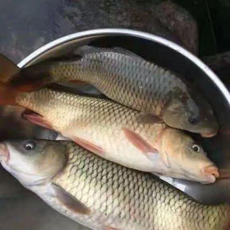 大小规格的鲤鱼，成活率高，抗病堵墙耐运输