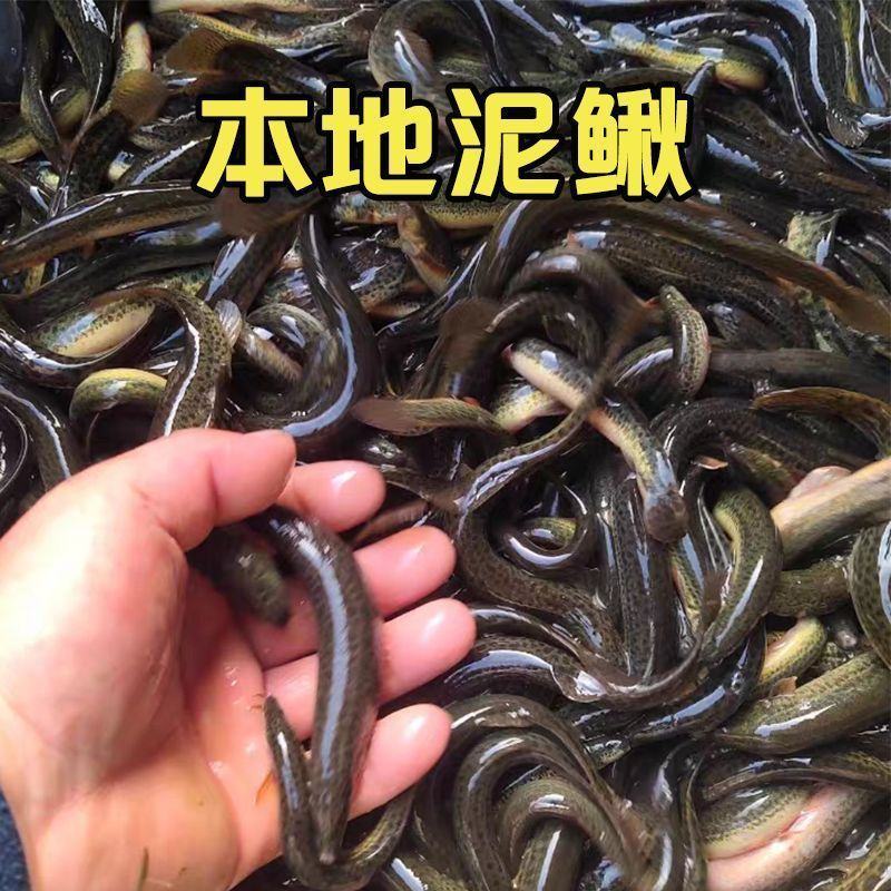 泥鳅苗。各种规格的泥鳅苗都有货。抗病毒强，长势快