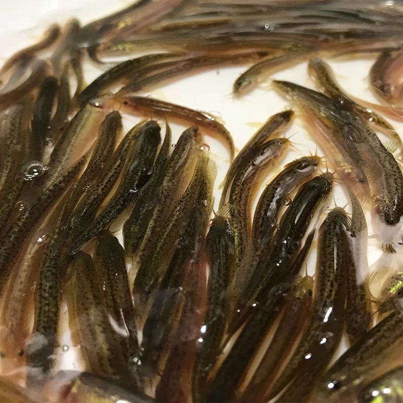 泥鳅苗。各种规格的泥鳅苗都有货。抗病毒强，长势快