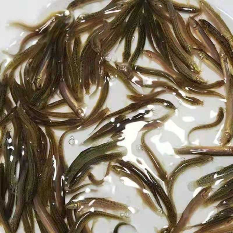 泥鳅苗。各种规格的泥鳅苗都有货。抗病毒强，长势快