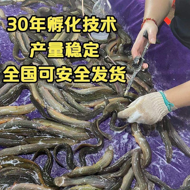 泥鳅苗。各种规格的泥鳅苗都有货。抗病毒强，长势快