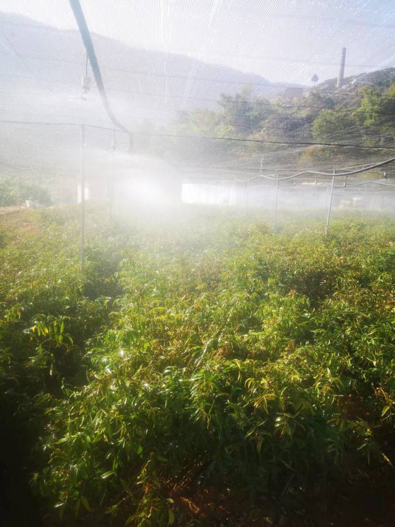 花椒苗，无刺花椒苗，九月青花椒苗，大红袍花椒苗