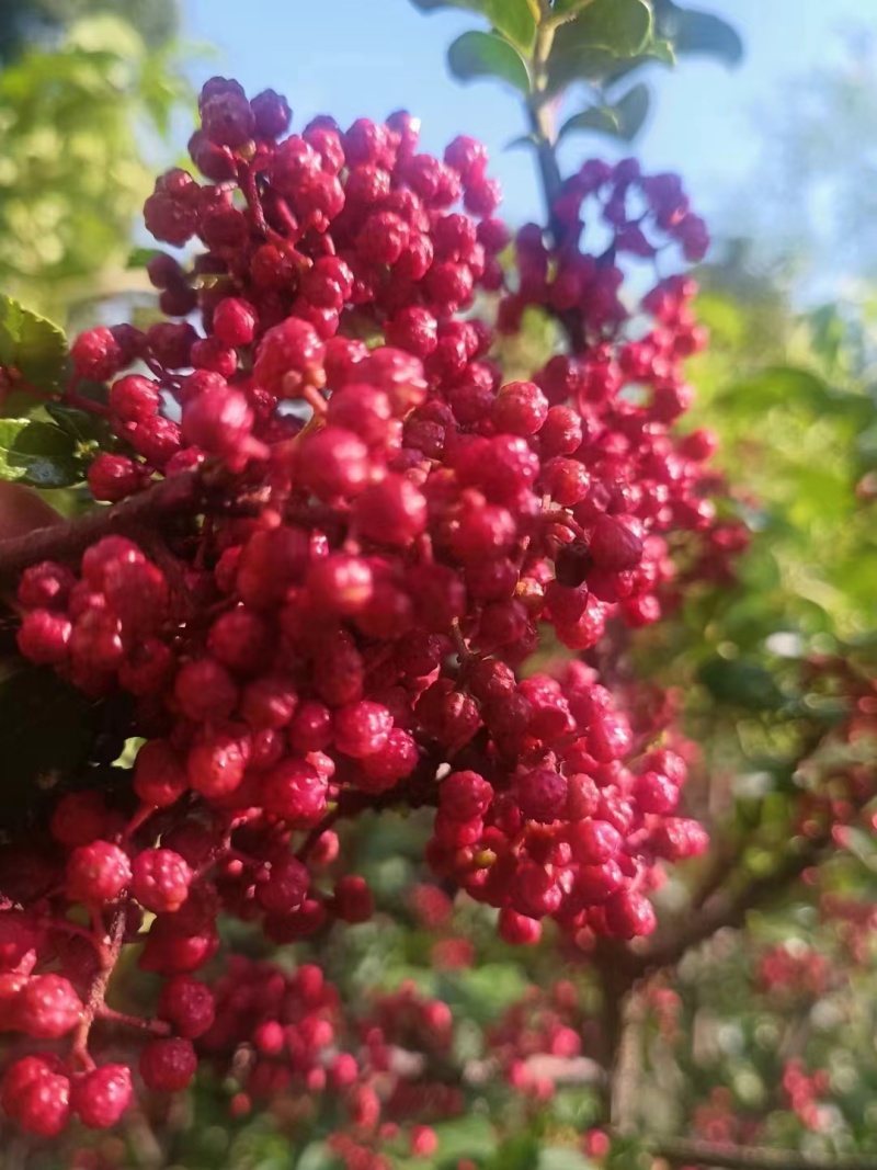 花椒苗，无刺花椒苗，九月青花椒苗，大红袍花椒苗